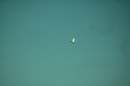 Western Cattle-Egret