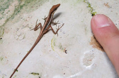 Anolis olssoni