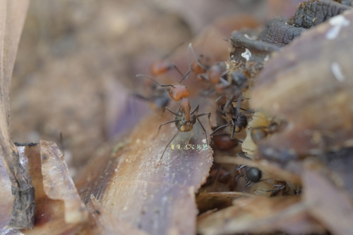 Nicobar Carpenter Ant