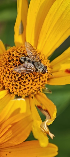 Prosena siberita, Noordwijk, Nederland, photo 7 of 10