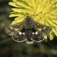 Heliothodes diminutiva