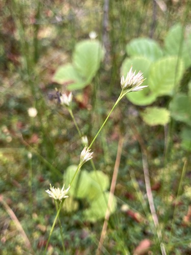 white beak-sedge