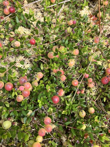 bog cranberry
