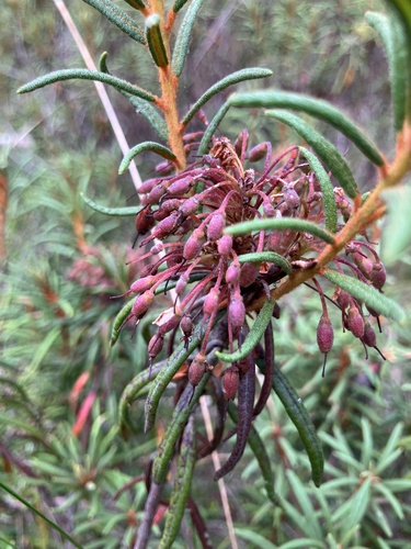 marsh Labrador tea