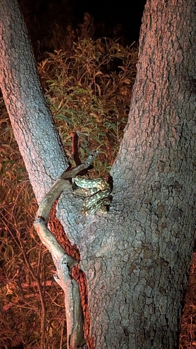 Coastal Carpet Python