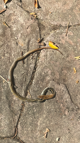 Copperhead Rat Snake