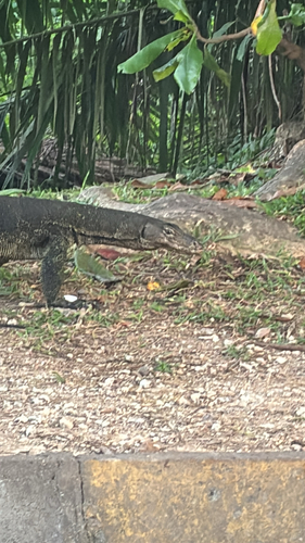 Common Water Monitor