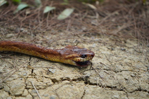 Boiga irregularis