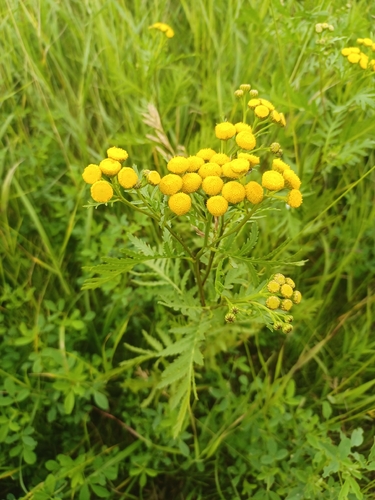 tansy