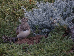 Thinocorus orbignyianus