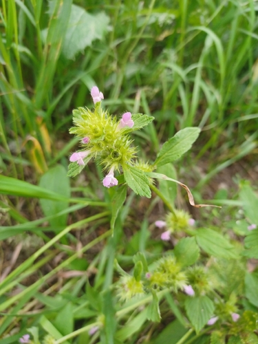 Bifid Hemp-nettle