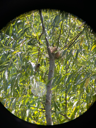 White-rumped Munia