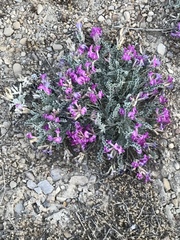 Astragalus utahensis