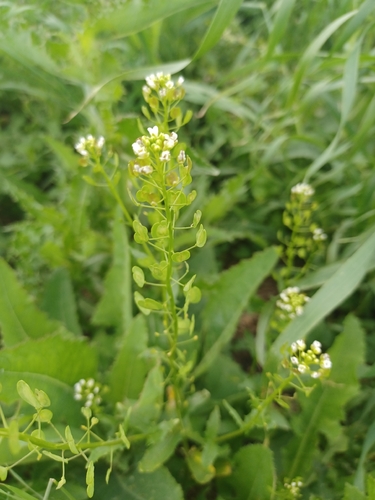 field penny-cress