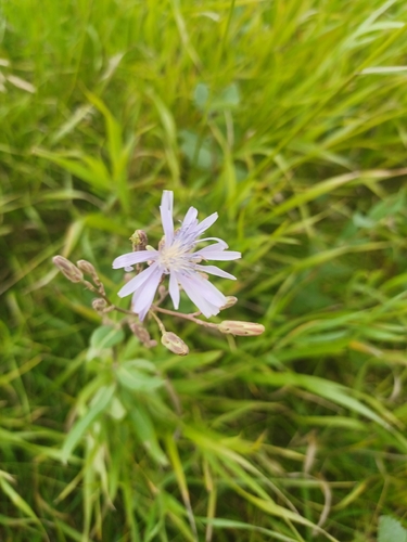 common blue lettuce