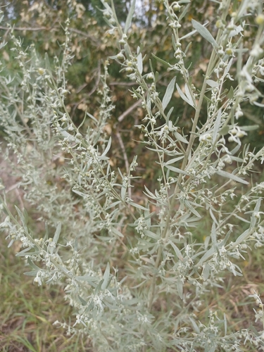absinthe wormwood