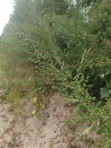 American maple-leaved goosefoot