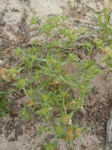 narrow-leaf mountain trumpet