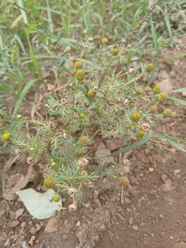 pineapple-weed