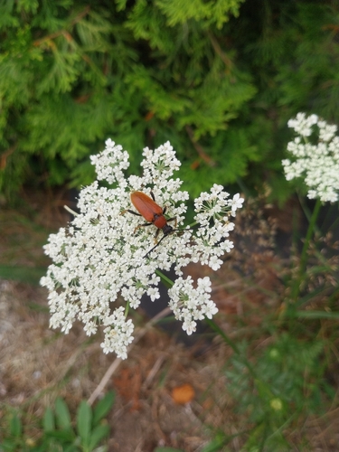 Red Pine Longhorn Beetle