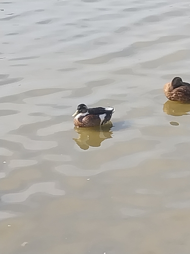 Domestic Mallard