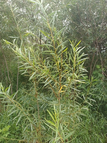 interior sandbar willow