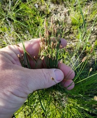 Eleocharis acutisquamata