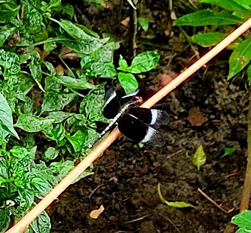 Pied Paddy Skimmer