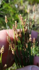 Eleocharis acutisquamata