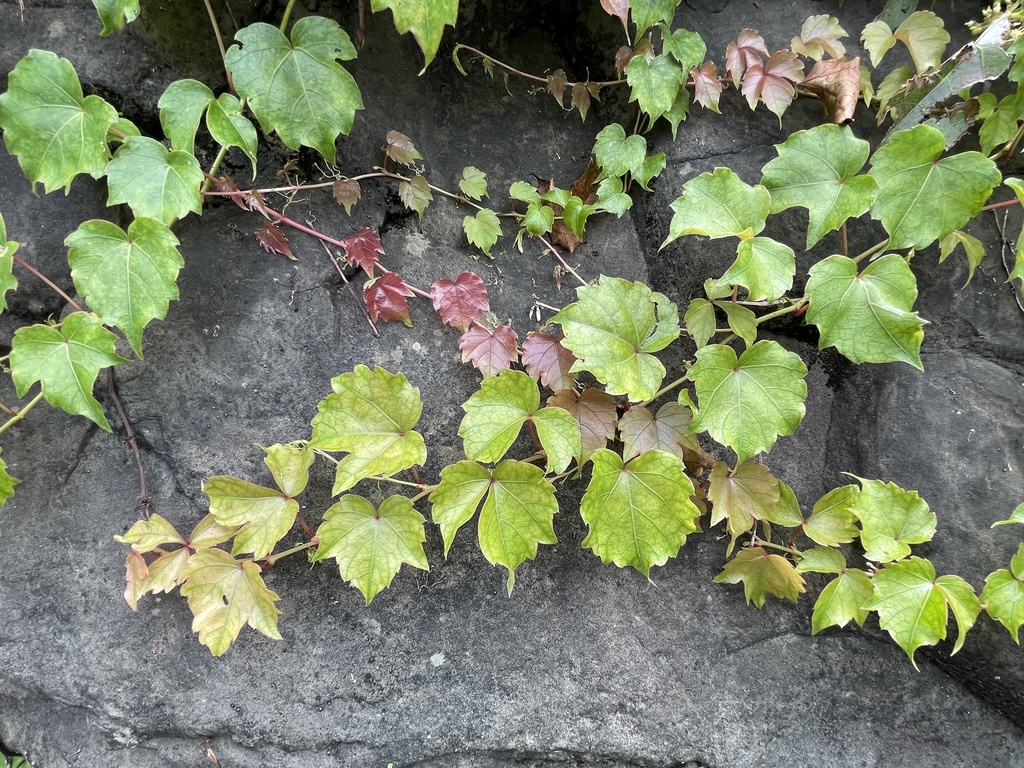 Parthenocissus dalzielii (Parthenocissus dalzielii)