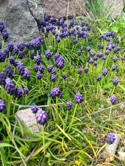 Muscari commutatum