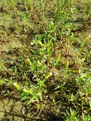 Gratiola quartermaniae