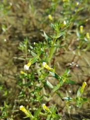 Gratiola quartermaniae
