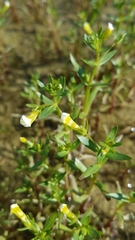 Gratiola quartermaniae