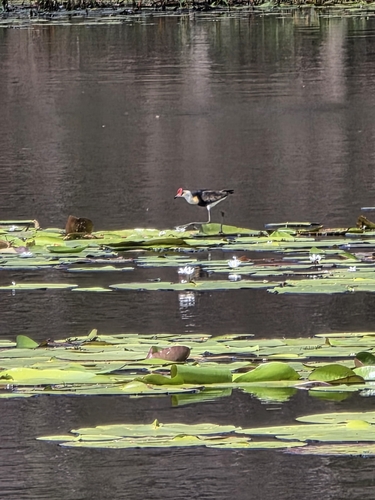 Comb-crested Jacana