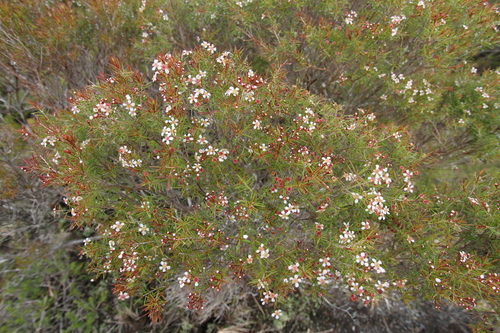 Sannantha pinifolia observed 2026-07-31