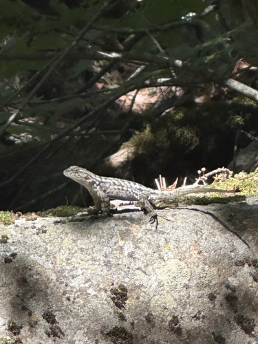 iNaturalist observation photo of Western Fence Lizard