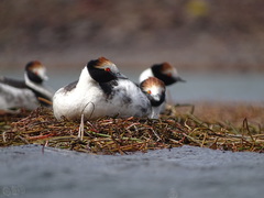 Podiceps gallardoi
