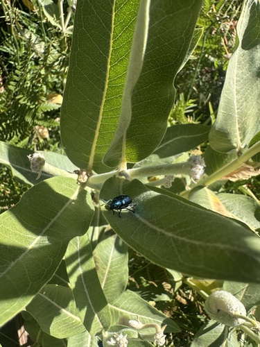 iNaturalist observation photo of Cobalt Milkweed Beetle