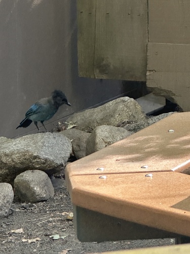 iNaturalist observation photo of Steller's Jay