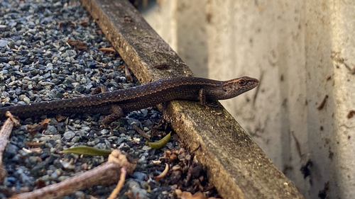 Dark-flecked Garden Sunskink