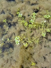 Callitriche heterophylla
