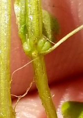 Callitriche heterophylla