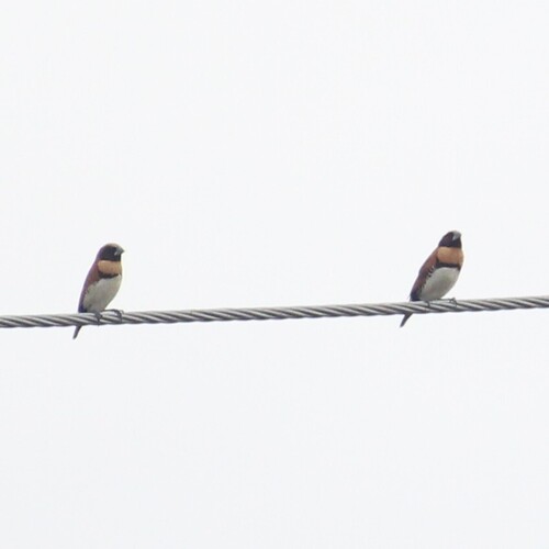 Chestnut-breasted Mannikin (Lonchura castaneothorax), photo 6