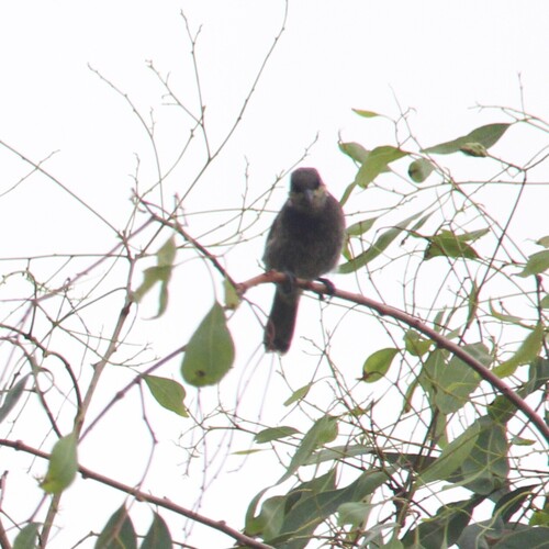 Mangrove Honeyeater (Gavicalis fasciogularis), photo 9