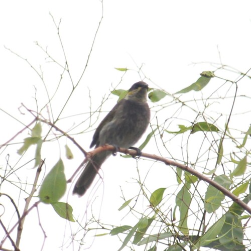 Mangrove Honeyeater (Gavicalis fasciogularis), photo 3