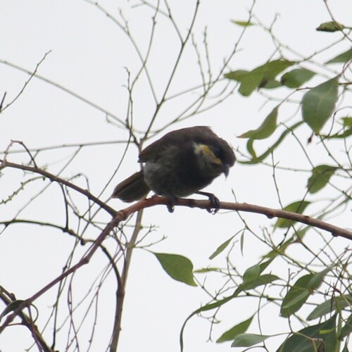 Mangrove Honeyeater (Gavicalis fasciogularis), photo 2
