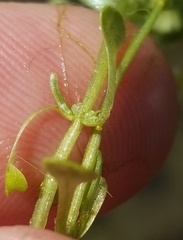 Callitriche heterophylla