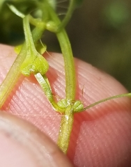 Callitriche heterophylla