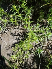 Gratiola quartermaniae